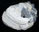 Large Crystal Filled Fossil Clam - Rucks Pit, FL #5537-2